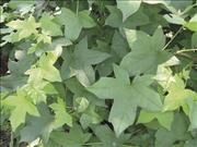 Sun Dappled Sweet Gum